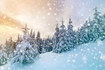 Beautiful winter mountain landscape. Tall dark green spruce trees covered with snow on mountain peaks and cloudy sky background.