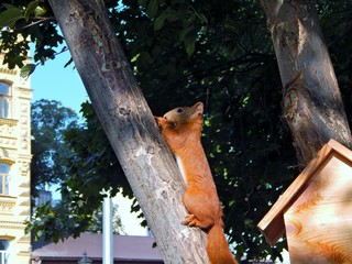 squirrel manual.