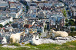 A Trio of Great Orme Goats High Above Llandudno, Wales, GB, UK