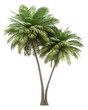 canvas print picture - two coconut palm trees isolated on white background