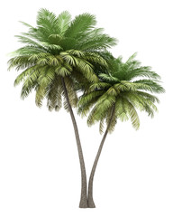 two coconut palm trees isolated on white background