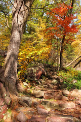 Wall Mural - wisconsin ice age nature background. autumn scenic view with rocky hiking trail between colorful tre