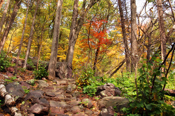 Wall Mural - wisconsin ice age nature background. autumn scenic view with rocky hiking trail between colorful tre