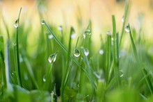 Droplets Of Morning Dew In The Fresh Green Grass, Morning  Blurred Light