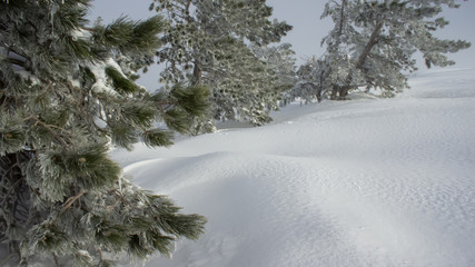 mountain landscape pine trees and snow on the mountain slopes.