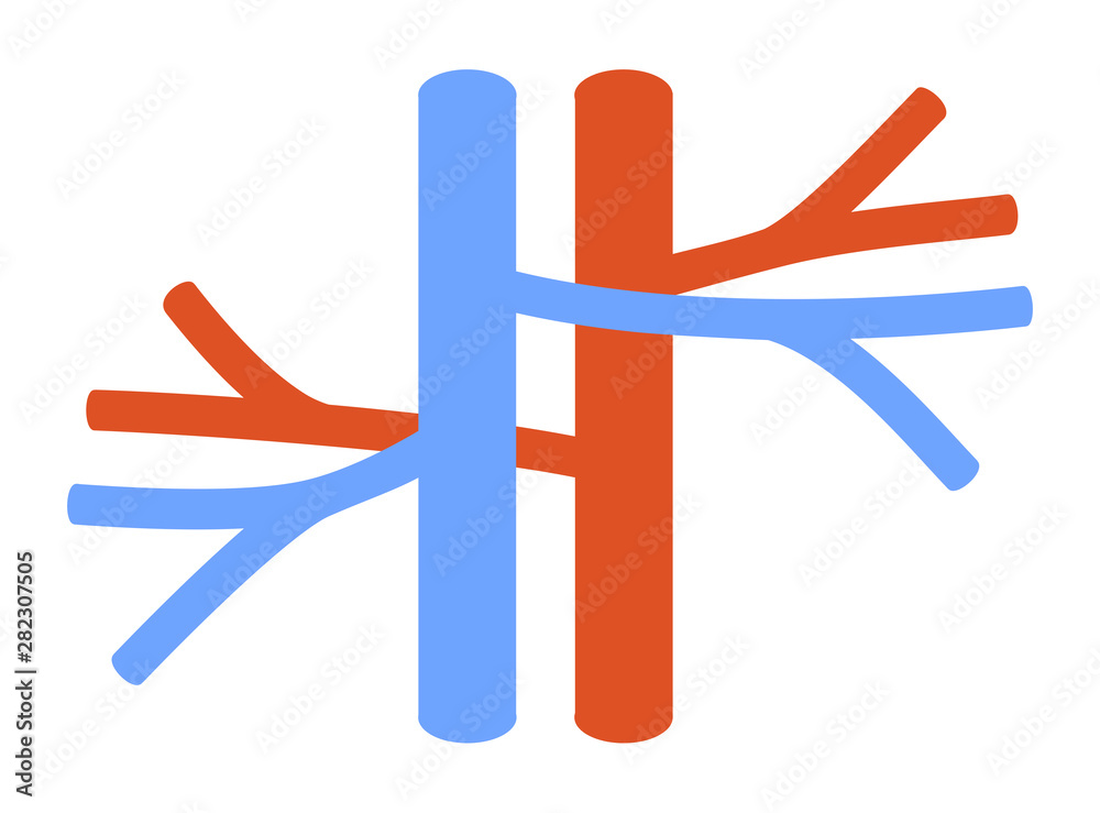 Blood vessels: vein and artery. Vector illustration. Flat design. Stock ...