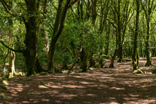 Trees And Shadows In Barna Woods