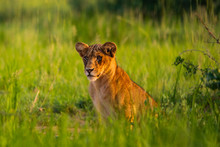A Young Lion Sitting In The Grass Of Murchison Falls National Park