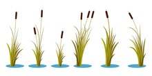Set Of Variety Autumn Reeds With Leaves On Stem. Reed Plant. Flat Vector Illustration Isolated On White Background. Clip Art For Decorate Cartoon