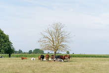 During The Heat Wave, The Cows Are Suffering, They Try To Find A Protection From The Sun Under A Thin Dead Tree