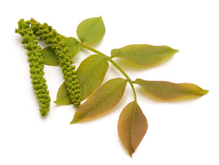 Wall Mural - Blossom walnut and leaves.