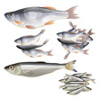 Set of vector fish