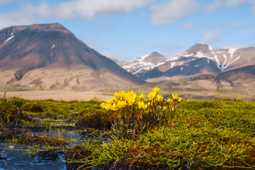 Wallpaper norway landscape nature of the mountains of Spitsbergen Longyearbyen Svalbard   on a flowers polar day with arctic summer in the sunset 
