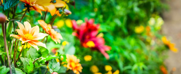 Sticker - Flowers in garden