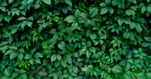 Green Lush Nature Background. Beautiful Green Leaves Blowing In The Wind. Green Leaf Texture. Summer Spring Bright Natural Plant Background. Vibrant Colors Foliage Closeup.
