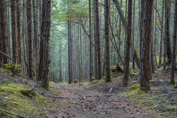 Fototapeta rough hiking path in the forest with tall straight trees on both sides on a slightly misty morning 