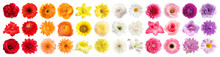 Set Of Different Beautiful Flowers On White Background. Banner Design