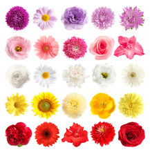 Set Of Different Beautiful Flowers On White Background