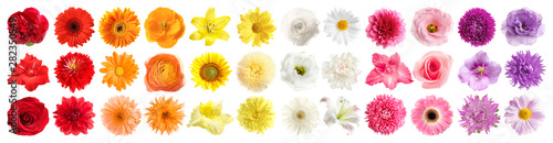 Fotomural Set of different beautiful flowers on white background