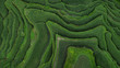 Aerial view of Tegallalang Bali rice terraces. Abstract geometric shapes of agricultural parcels in green color. Drone photo directly above field.