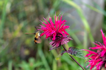 Canvas Print -  The hummingbird clearwing,Hemaris thysbe commonly known as hawk moth