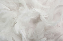 Solf White Feather Background