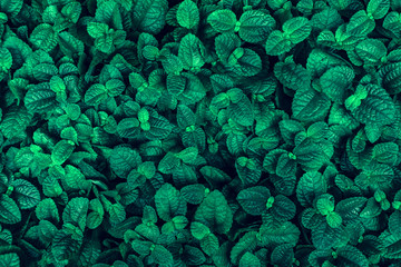 Background of green mint leaves