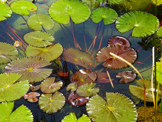  The green leaves of the swamp Lily pads. Wildlife.         