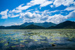Montenegro, Endless green fields of lily pads and water lily plants covering water surface of skadar lake national park nature landscape