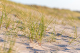 Fototapeta  - German Baltic Sea coast with sand dunes, grass, water and sky