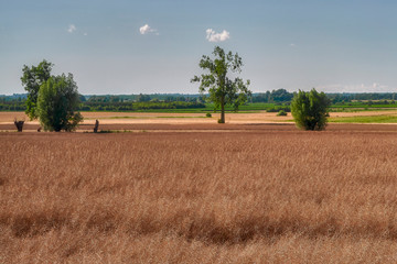 Wall Mural - Beautiful rural landscape, in the foreground a field of mature rapeseed, Poland