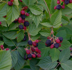 Blackberry bush. Ripe and green berries.