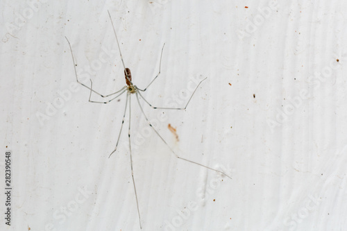Araña de patas largas con el fondo blanco. Pholcus phalangioides. Stock ...