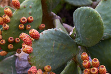 Cactus With Fruit - Detail Photo