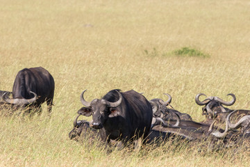 Wall Mural - Flock with African buffalos on the savannah