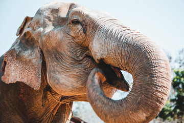 elephants in chiang mai's elephant nature park, thailand