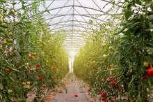 Rows Of Tomato Plants Growing Inside Big Industrial Greenhouse. Industrial Agriculture.