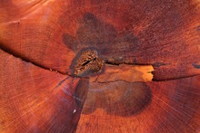 Closeup To Texture Of Tree Stump.