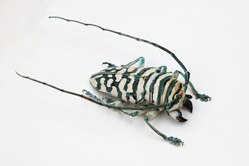 Wall Mural - A sample of a beetle under glass.