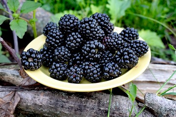 Wall Mural - The blackberry is an edible fruit produced by many species in the genus Rubus in the family Rosaceae