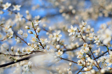 White flowers against a blurred background