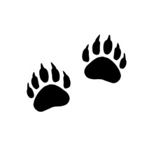 Vector Flat Black Foot Prints Of Grizzly Bear Steps Isolated On White Background