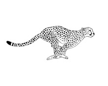 Vector Black Line Hand Drawn Running Cheetah Isolated On White Background
