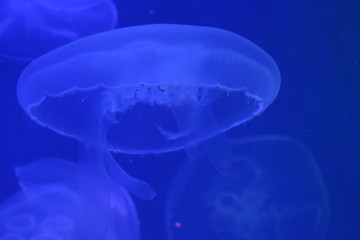 Wall Mural - Jellyfish in the sea illuminated by beautiful lights