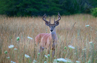 White-tailed deer buck in the early morning light with velvet antlers in summer in Canada