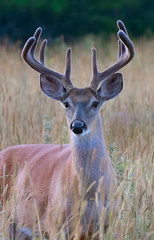 White-tailed deer buck in the early morning light with velvet antlers in summer in Canada