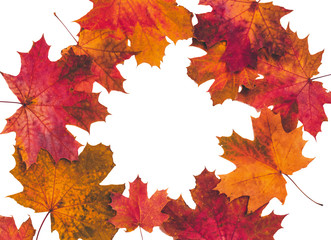 Fotomurales - Autumn composition with maple leaves isolated