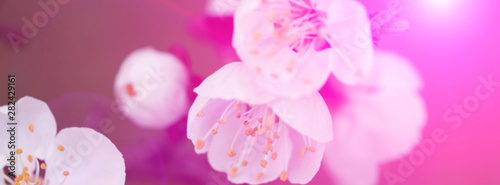 Spring flowers of apricot tree on the branches.