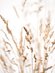 background of wild grass amd flowers