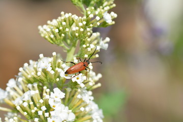 Canvas Print - Longhorn Beetle    (  Stictoleptura rubra  )   beetle on white summer lilac in the outdoors